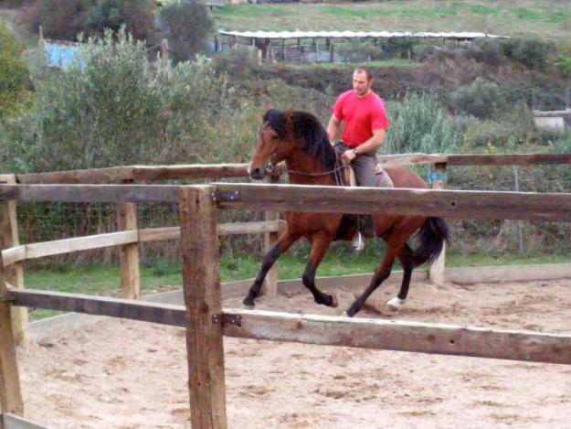 Domador de caballos