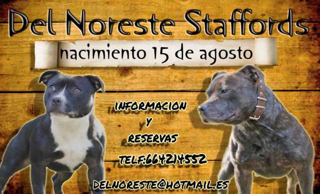 Gran camada staffordshire bull terrier