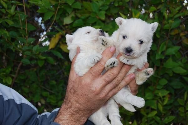 inmejorables WEST HIGHLAND WHITE TERRIER CON PEDIGREE 550 EUROS