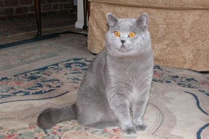 lindo gatito de pelo corto para una casa de cuidado y amor