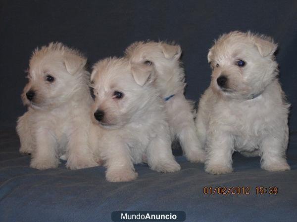 Vendo cachorros Westy