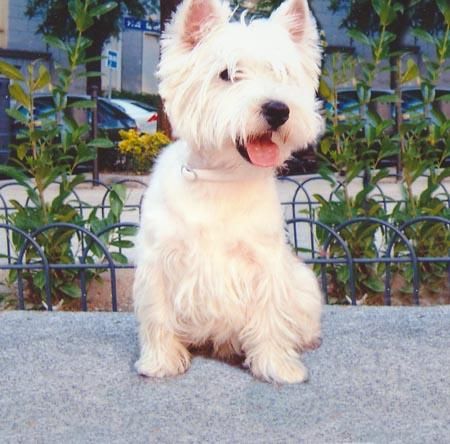 West Highland Terrier  (Westy)