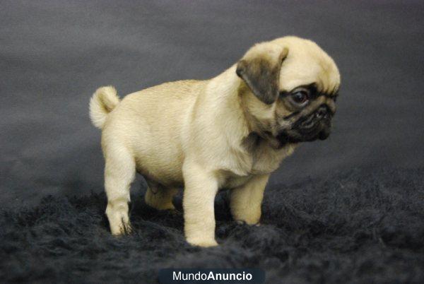 carlino pug bilbao¡¡ excelentes de pata muy cortita