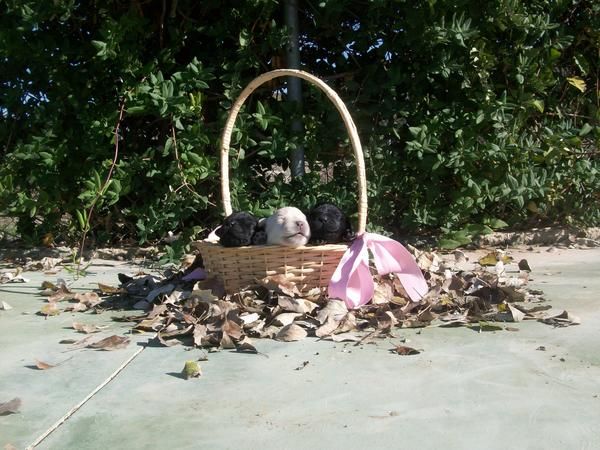 CACHORROS DE LABRADOR RETRIEVER CON PEDIGREE