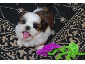 cachorros shih tzu listos para hacer un buen hogar.