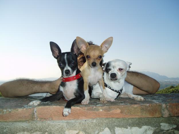 CRIADOR PARTICULAR CHIHUAHUAS