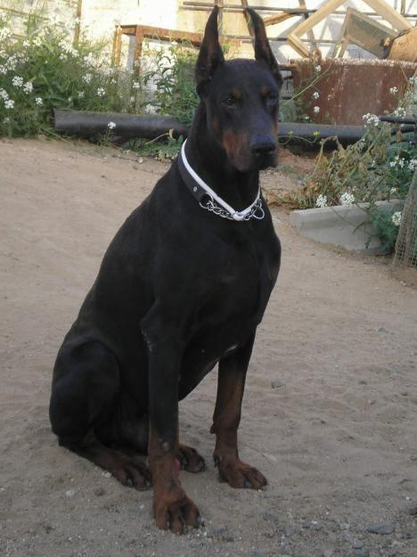 Excelente camada de doberman