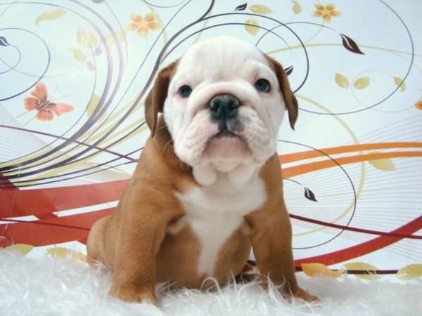 MACHOS Y HEMBRAS BULLDOG INGLES DOCUMENTACION Y PEDIGREE