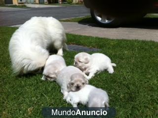 Pekines cachorros pekines