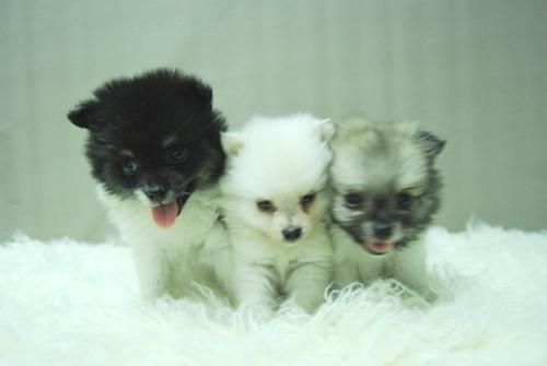 Pomerania ( Blancos ) Preciosos Cachorros - Fotos Reales