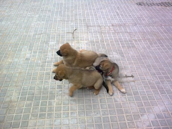 regalo cachorro pastor aleman