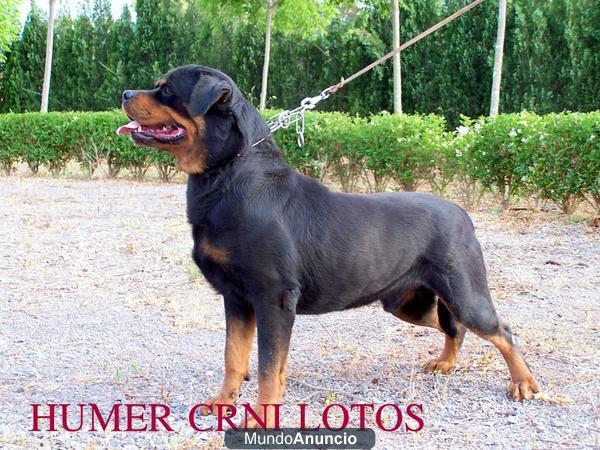 rottweiler de maxima calidad