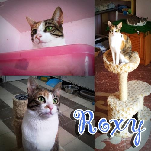 ROXY. Luce colores para enamorar