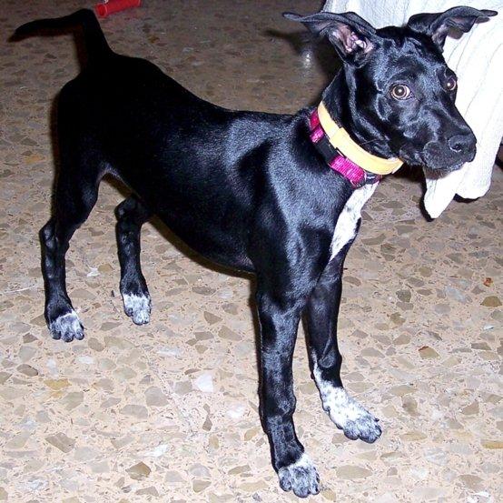 SE DA EN ADOPCIÓN MESTIZA DE POINTER Y GALGO DE 4 MESES