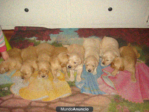 Se vendes preciosos y maravillosos cachorritos de Golden Retriever