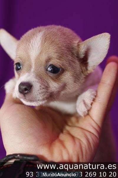 UN CHIHUAHUA EN BARCELONA! CACHORRITOS DE CHIHUAHUA PRECIOSOS