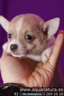 UN CHIHUAHUA EN BARCELONA! CACHORRITOS DE CHIHUAHUA PRECIOSOS - mejor precio | unprecio.es