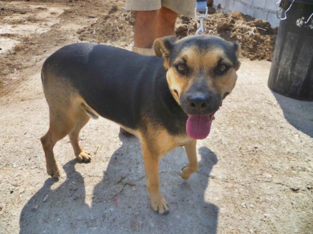 Adopción para CLOE . Macho adulto, 25kg, 42cm altura, muy bueno. MURCIA‏