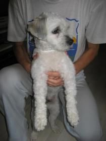 -- CHARLIE --- x CANICHE (10 meses)