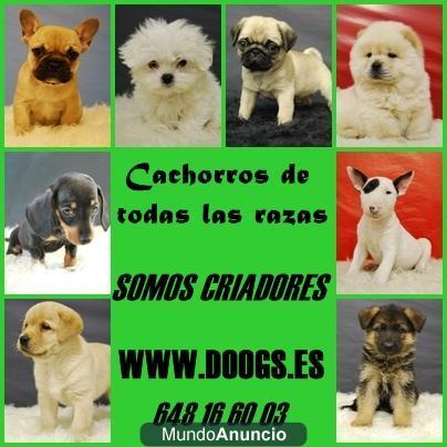 BULLDOG FRANCES CARLINO TECKEL MALTES CHIHUAHUA BULLDOG INGLES PASTOR ALEMAN BULL TERRIER JACK RUSSELL CHIHUAHUA LABRADO