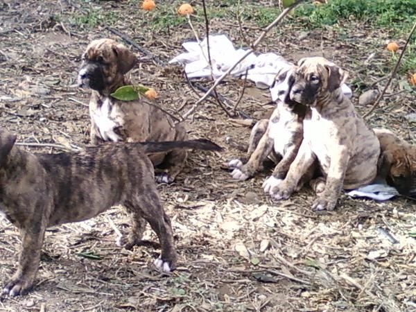 cachorrits de presa canario