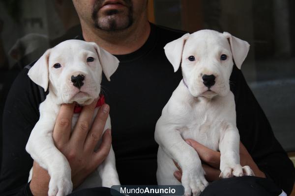 CACHORRO DOGO ARGENTINO