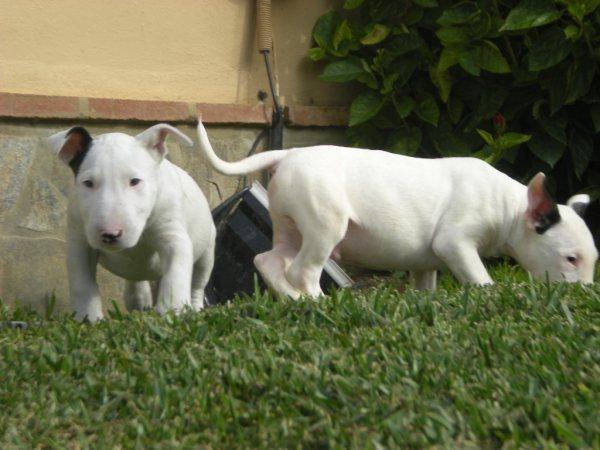 cachorros de bull terrier