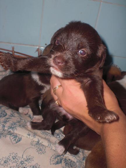 Cachorros de un mes en adopcion