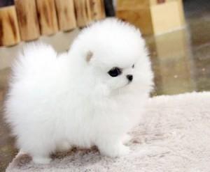 Dos cachorros Pomerania disponibles