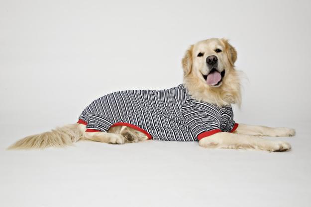 FABRICAMOS ROPA Y ACCESORIOS PARA MASCOTAS