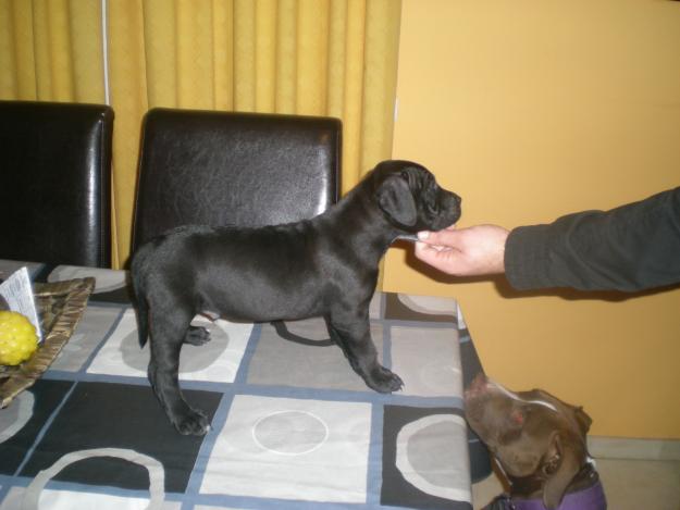 Vendo ultimo cachorro American Pitbull Terrier