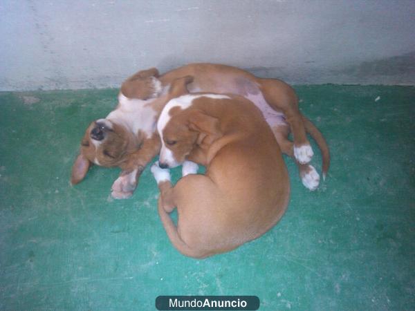 ADOPTA Cachorrita BASENJI, NO COMPRES.