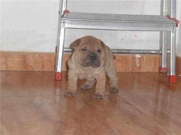 cachorritos de shar-pei - España