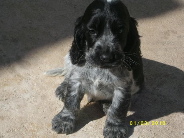 cachorro cocker spaniel ingles de raza