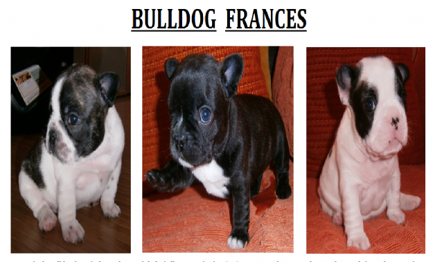 Cachorros de Bulldog Frances