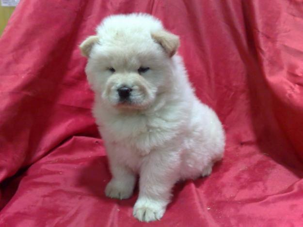 Chow Chow de color blanco impresionantes cachorros