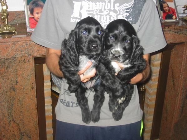 Cocker spaniel,cachorros,pedigree.