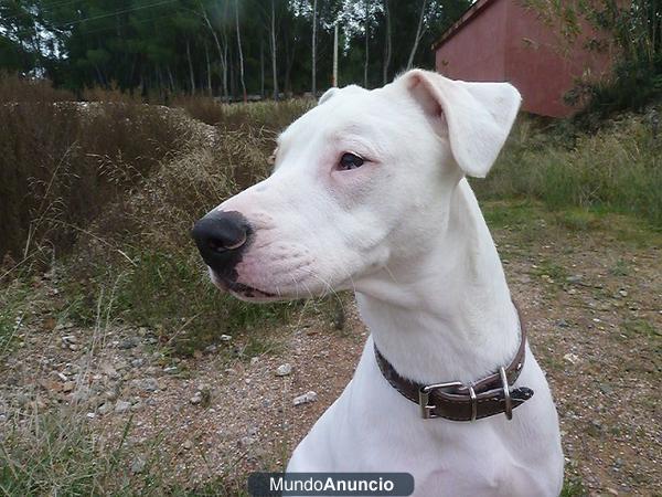 DOGO ARGENTINO EN ADOPCION