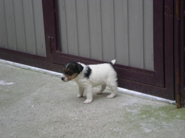 Fox terrier