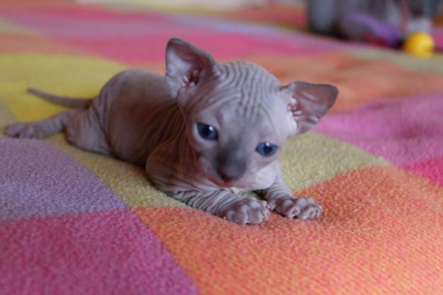 Gatos Sphynx