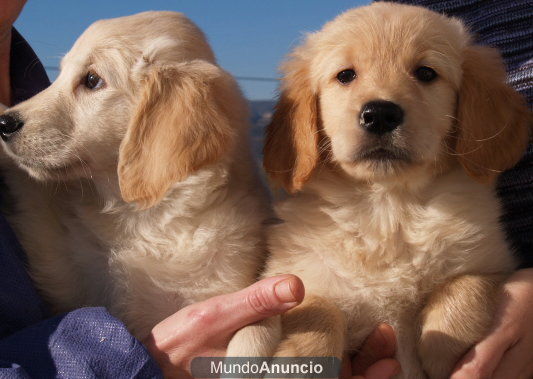 Golden, no te quedes sin tu cachorrito