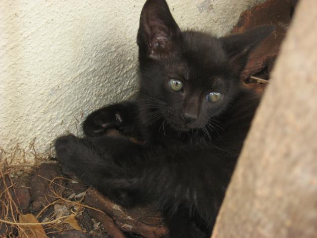 REGALO PRECIOSO GATITO NEGRO DE UNOS 3 MESES