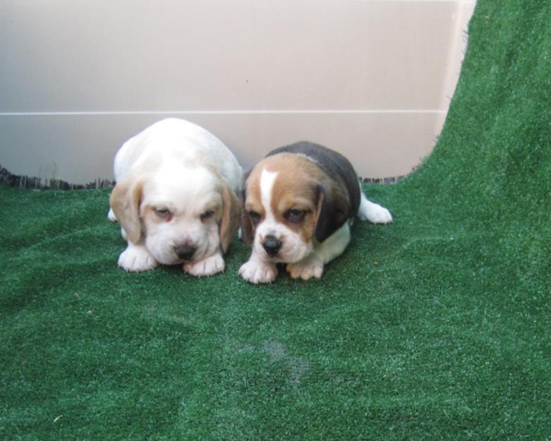 Beagles bicolores y tricolores con pedigri preciosos