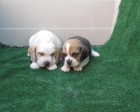 Beagles bicolores y tricolores con pedigri preciosos - mejor precio | unprecio.es