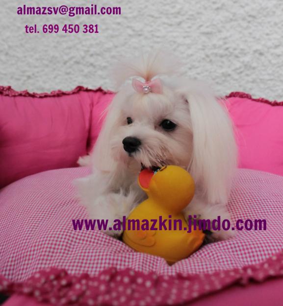 Bichon Maltes Toy, pedigree de campeones