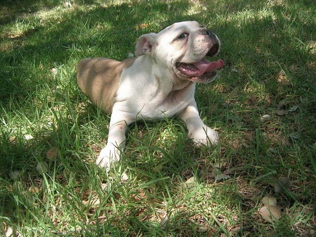 Bulldog Ingles buenisimo pedigree