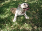 Bulldog Ingles buenisimo pedigree - mejor precio | unprecio.es