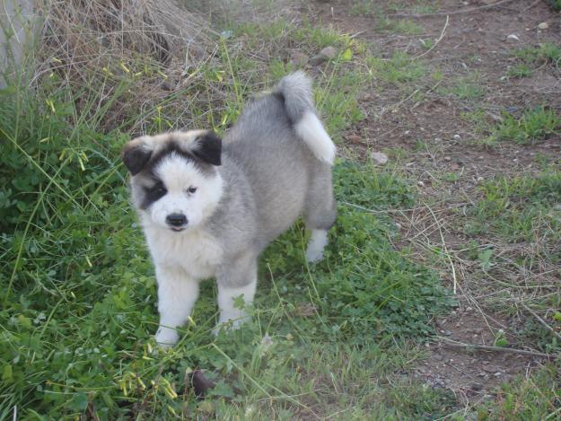 CACHORROS AKITA AMERICANO