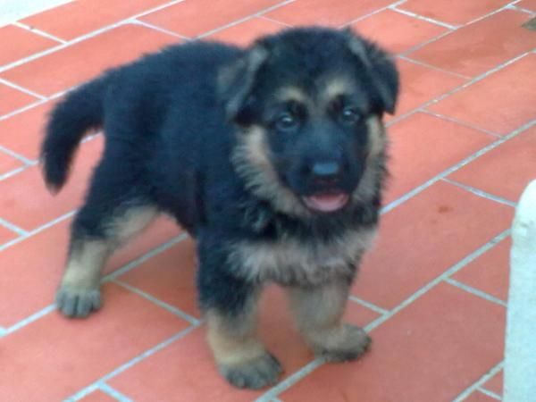 cachorros de pastor aleman