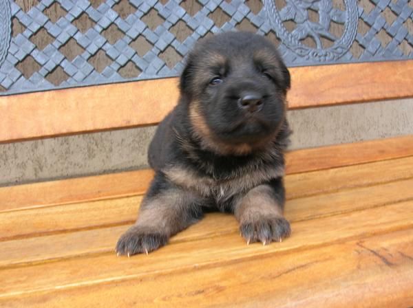 Cachorros de Pastor aleman con pedigree de campeones